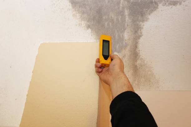 Best Real Estate Mold Inspection  in Tyndall Af, FL