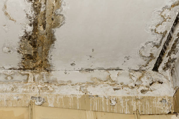 Best Environmental Consulting for Mold Prevention  in Tyndall Af, FL